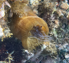 Actinia striata