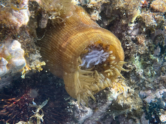 Actinia striata