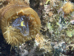 Actinia striata