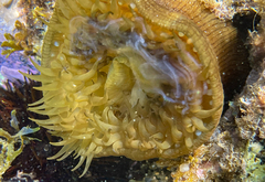 Actinia striata