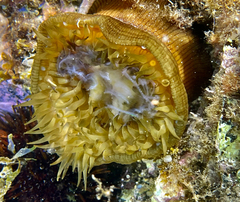 Actinia striata