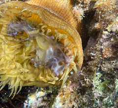 Actinia striata