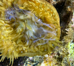 Actinia striata