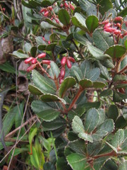 Pterophylla ouaiemensis
