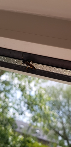 Geelgevlekte schorssluiper, 9406 KL Assen, Nederland, photo 8 of 10