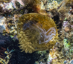 Actinia striata