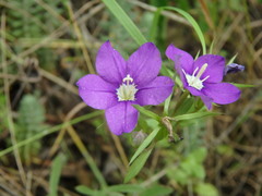 Legousia speculum-veneris