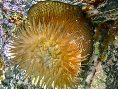 Actinia striata