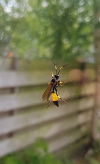 Ichneumon stramentor