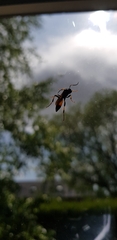 Ichneumon stramentor