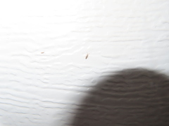 Willowsia nigromaculata