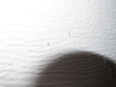 Willowsia nigromaculata