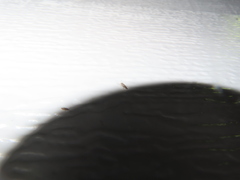 Willowsia nigromaculata