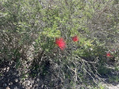 Calliandra haematomma