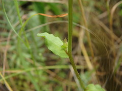 Legousia speculum-veneris