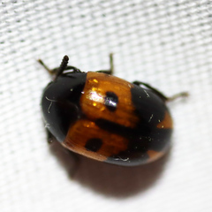 Diaperis maculata