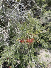Calliandra haematomma