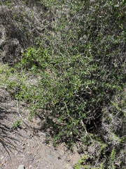 Calliandra haematomma