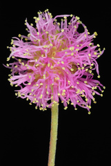 Mimosa asperata