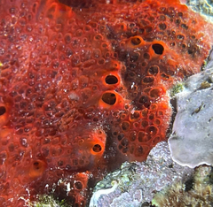 Phorbas fictitius