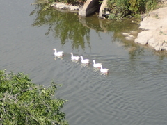 Anas platyrhynchos domesticus