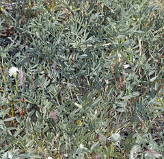 Astragalus lentiginosus albifolius
