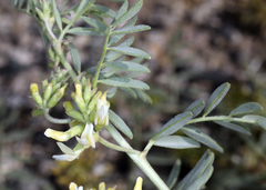 Astragalus lentiginosus albifolius