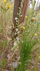 Anarrhinum bellidifolium