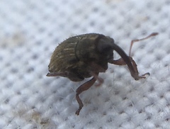 Trichosirocalus troglodytes