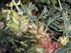 Astragalus lentiginosus albifolius