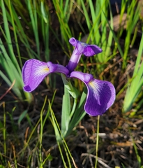 Iris tridentata image