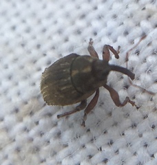 Trichosirocalus troglodytes