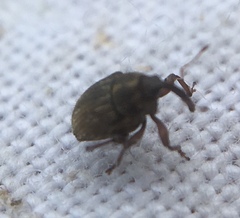 Trichosirocalus troglodytes