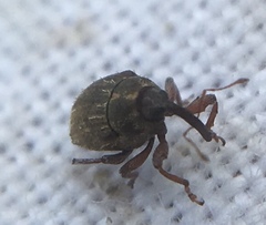 Trichosirocalus troglodytes