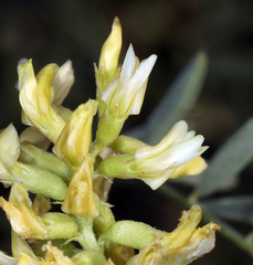 Astragalus lentiginosus albifolius