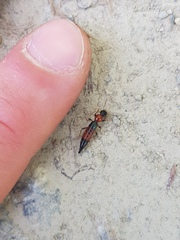 Paederus schoenherri