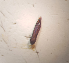 Paederus schoenherri