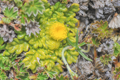 Senecio repens