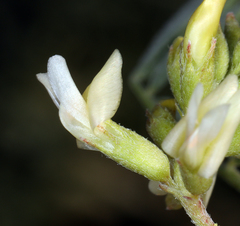 Astragalus lentiginosus albifolius