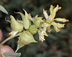 Astragalus lentiginosus albifolius