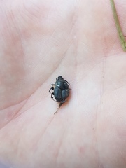 Onthophagus illyricus
