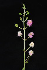 Mimosa asperata