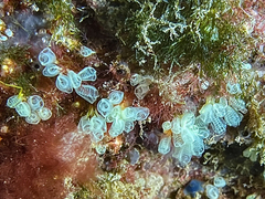 Pycnoclavella communis