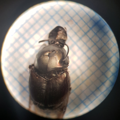 Onthophagus illyricus