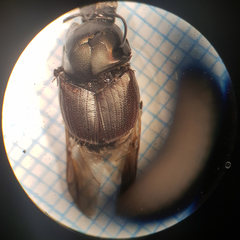 Onthophagus illyricus