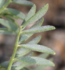 Astragalus lentiginosus albifolius