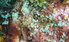 Pycnoclavella communis