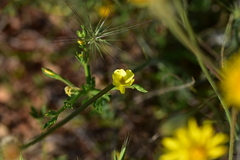 Linum nodiflorum