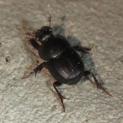 Onthophagini