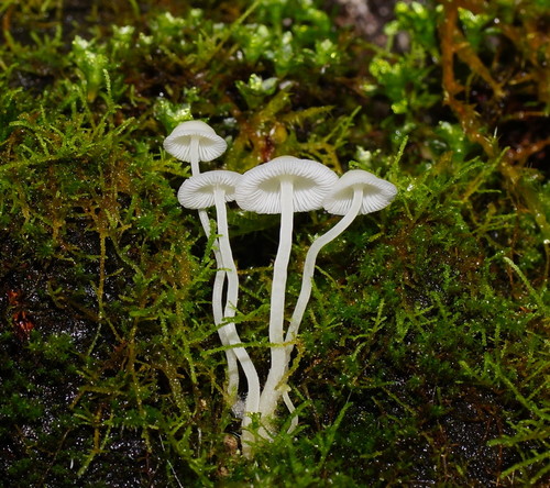 Milky Bonnet